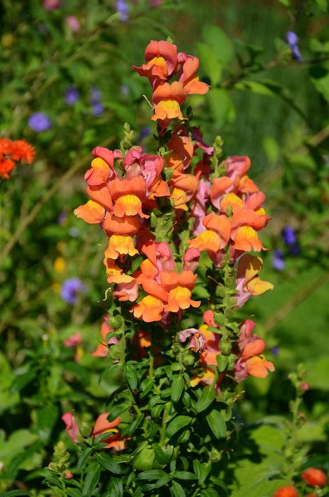 Antirrhinum majus 'Rocket bronze'